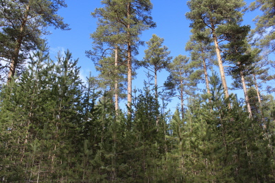 Av oss hyggesfritt behandlat Skog av Orsa-Kommun