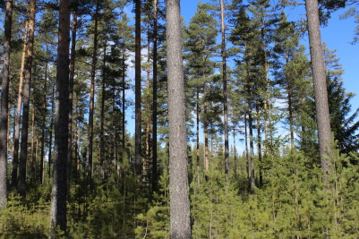 Av oss hyggesfritt behandlat Skog av Orsa-Kommun